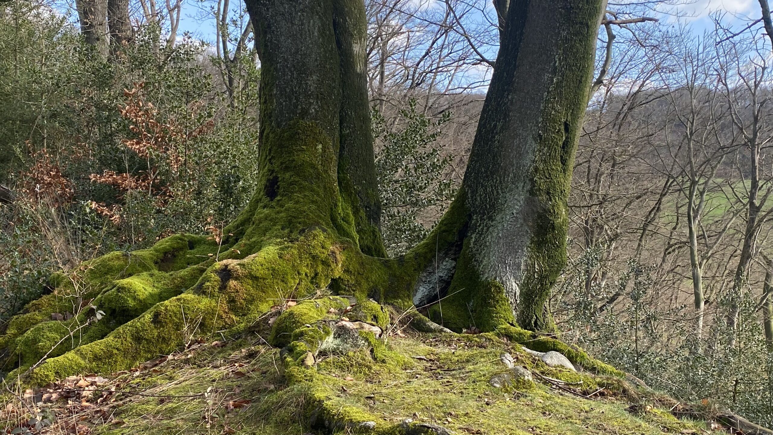 Ausschreibung